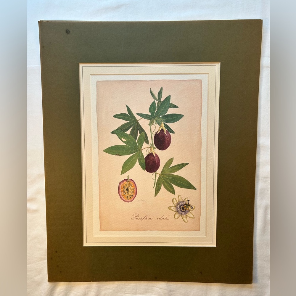 Print, Passion Fruit, From Laura‎ Ashley Calendar, 15 x 11.5”
